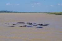 Südafrika - St. Lucia - Bootstour