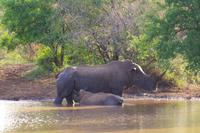 eSwatini - Mkhaya Wildreservat