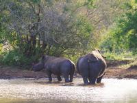 eSwatini - Mkhaya Wildreservat