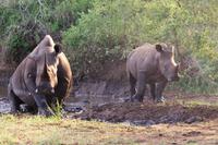 eSwatini - Mkhaya Wildreservat