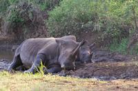 eSwatini - Mkhaya Wildreservat