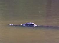 eSwatini - Mkhaya Wildreservat