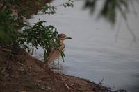 eSwatini - Mkhaya Wildreservat