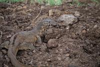 eSwatini - Mkhaya Wildreservat