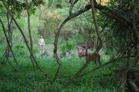 eSwatini - Mkhaya Wildreservat - Stone Camp