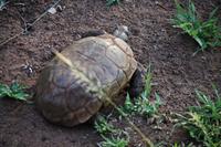 eSwatini - Mkhaya Wildreservat 