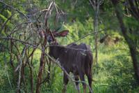 eSwatini - Mkhaya Wildreservat 