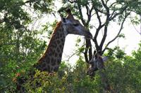 eSwatini - Mkhaya Wildreservat 