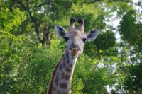 eSwatini - Mkhaya Wildreservat 