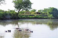 eSwatini - Mkhaya Wildreservat 