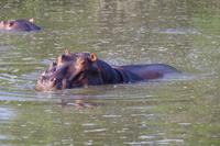eSwatini - Mkhaya Wildreservat 