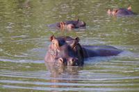 eSwatini - Mkhaya Wildreservat 