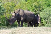 eSwatini - Mkhaya Wildreservat 