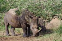 eSwatini - Mkhaya Wildreservat 