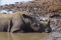 eSwatini - Mkhaya Wildreservat 