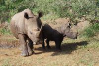 eSwatini - Mkhaya Wildreservat 