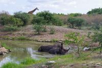 eSwatini - Mkhaya Wildreservat 