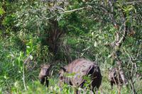 eSwatini - Mkhaya Wildreservat 