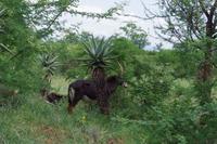 eSwatini - Mkhaya Wildreservat 