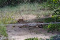 Südafrika - Timbavati Wildreservat