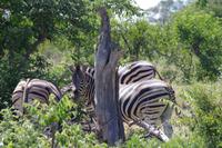 Südafrika - Timbavati Wildreservat