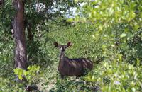 Südafrika - Timbavati Wildreservat