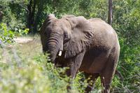 Südafrika - Timbavati Wildreservat