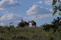 Südafrika - Timbavati Wildreservat
