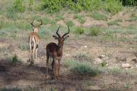 Südafrika - Timbavati Wildreservat