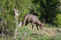 Südafrika - Timbavati Wildreservat