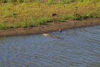 Südafrika - Timbavati Wildreservat