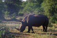 Südafrika - Timbavati Wildreservat