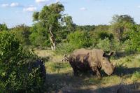 Südafrika - Timbavati Wildreservat