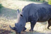 Südafrika - Timbavati Wildreservat