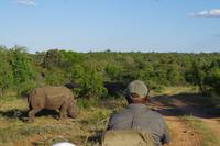 Südafrika - Timbavati Wildreservat