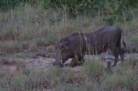 Südafrika - Timbavati Wildreservat