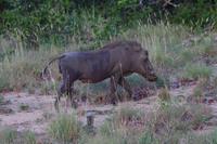 Südafrika - Timbavati Wildreservat