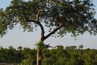 Südafrika - Timbavati Wildreservat