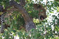 Südafrika - Timbavati Wildreservat