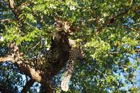 Südafrika - Timbavati Wildreservat