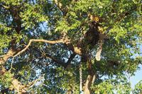 Südafrika - Timbavati Wildreservat