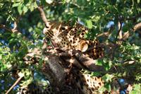 Südafrika - Timbavati Wildreservat