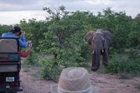 Südafrika - Timbavati Wildreservat