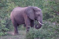 Südafrika - Timbavati Wildreservat