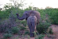 Südafrika - Timbavati Wildreservat