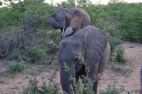 Südafrika - Timbavati Wildreservat