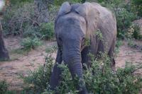 Südafrika - Timbavati Wildreservat