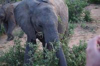 Südafrika - Timbavati Wildreservat