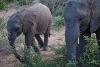 Südafrika - Timbavati Wildreservat