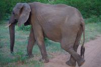 Südafrika - Timbavati Wildreservat